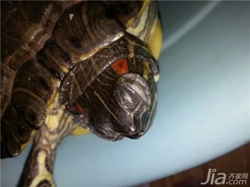 乌龟白眼病怎么办?乌龟白眼病治疗方法