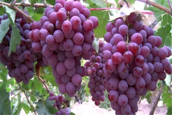 癌细胞最怕什么水果