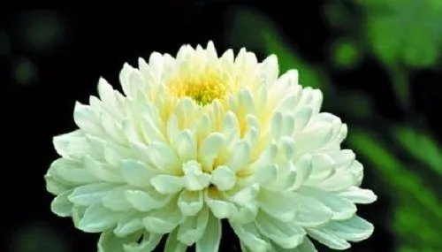 菊花的象征什么意义