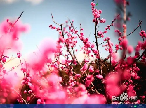 怎么使用360壁纸自动更换桌面壁纸