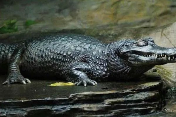 世界上十种最大鳄鱼:第一名体重超过4900斤也是最凶猛的鳄鱼