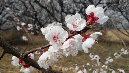 春天都有什么花开