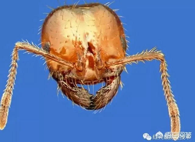 红火蚁出没赣州，政府发布紧急疫情，这是怎么回事，怎么辨别红火蚁？