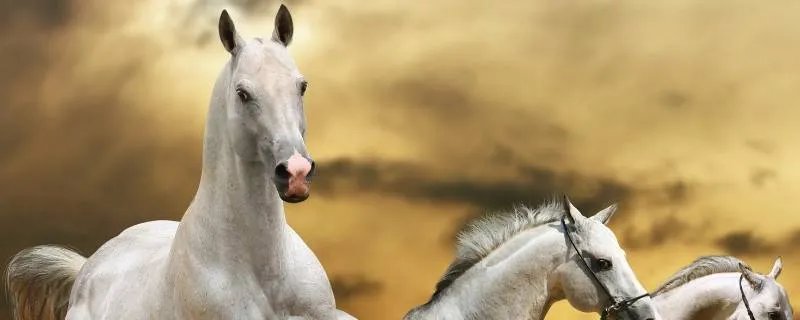 先锋保国卫家园是什么生肖