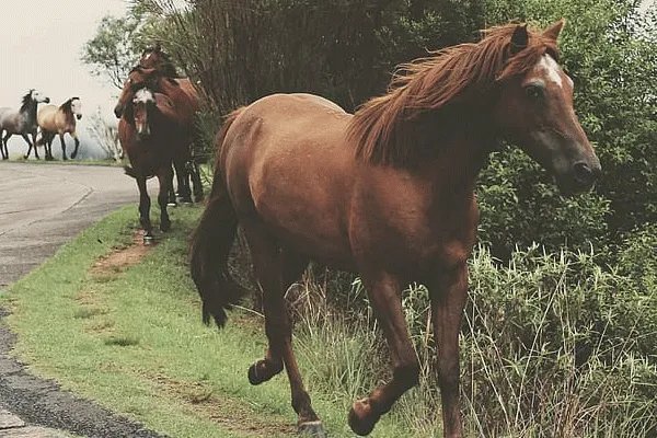 1990属马几月命苦 1990年属马的犯几月