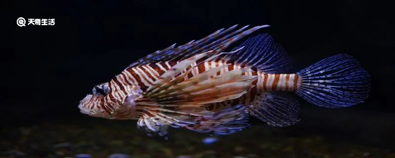 斑马鱼怎么养 斑马鱼的寿命