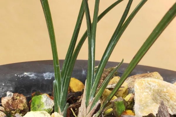 世界上最贵的一盆兰花：素冠荷鼎价格高达5000万元 