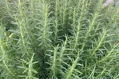 【秋天有什么花开】秋天开的花 秋天盛开的花有哪些 秋天开什么花