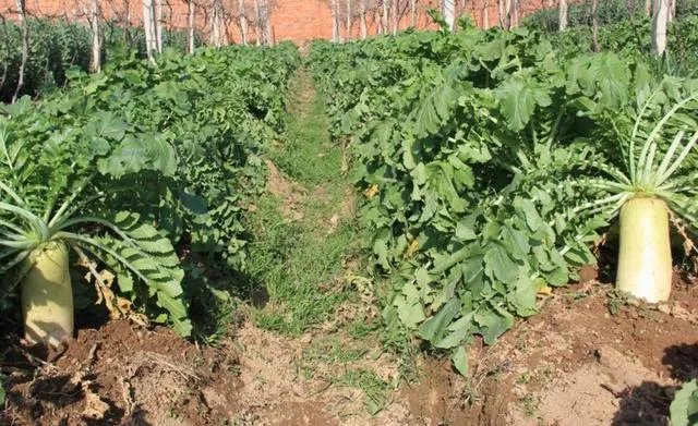 立秋后，上午种萝卜好还是下午种萝卜好？为什么？