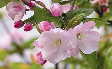 动漫大鱼海棠经典台词