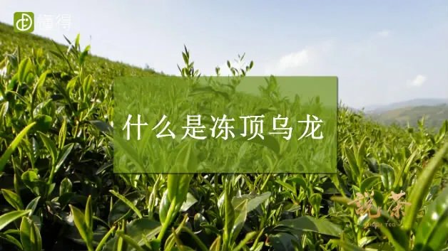 什么是冻顶乌龙