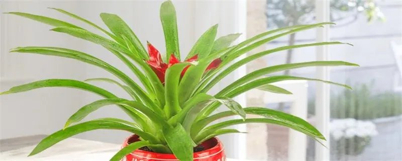 鸿运当头的养殖方法和注意事项 鸿运当头的养殖方法和注意事项都有哪些