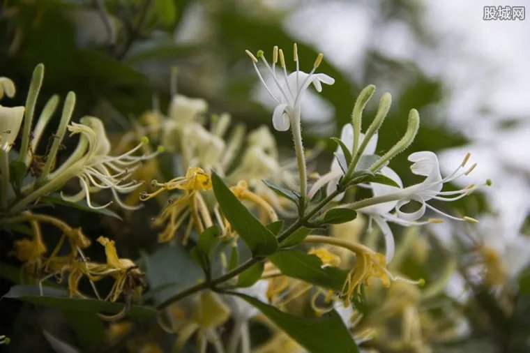 金银花多少钱一斤 2020年价格最新行情