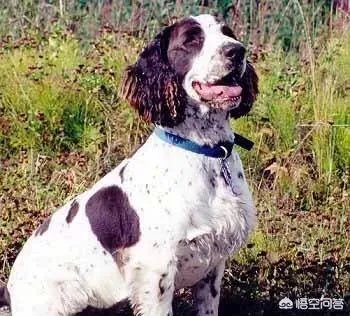 波音达猎犬有护卫能力吗？