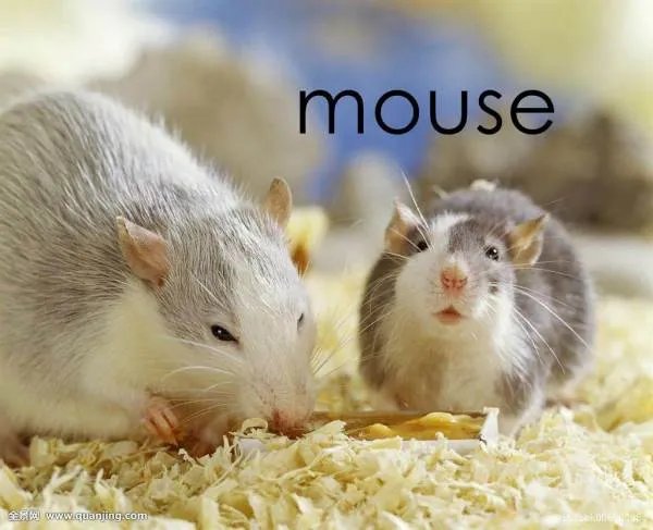 mouse的复数是什么意思