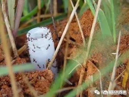 红火蚁出没赣州，政府发布紧急疫情，这是怎么回事，怎么辨别红火蚁？