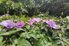 【秋天有什么花开】秋天开的花 秋天盛开的花有哪些 秋天开什么花