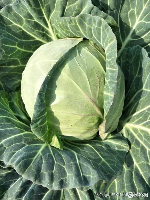 什么叫铁头菜？