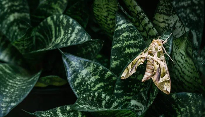 飞蛾都吃什么东西