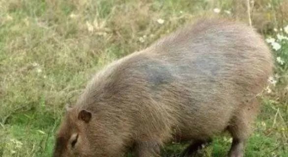 世界上最大的老鼠，体长1米体重9公斤