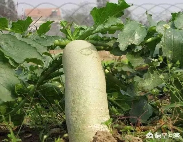 立秋后，上午种萝卜好还是下午种萝卜好？为什么？