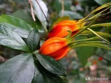 栀子和黄栀子有什么区别