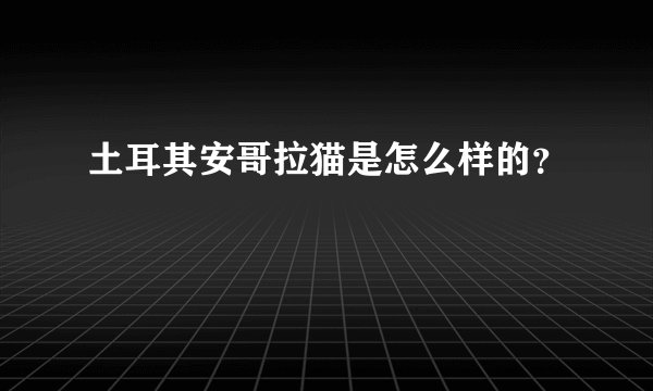 土耳其安哥拉猫是怎么样的？
