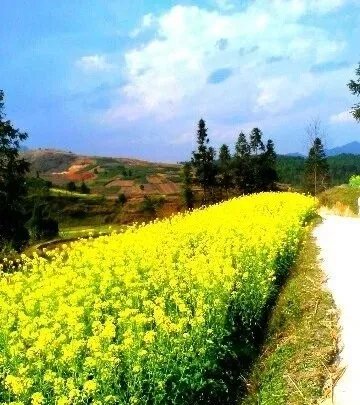 都匀毛尖茶的介绍