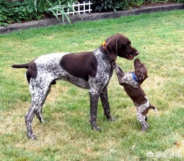 波音达猎犬有护卫能力吗？