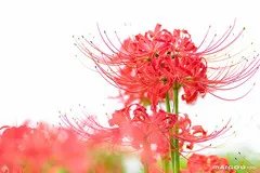 【秋天有什么花开】秋天开的花 秋天盛开的花有哪些 秋天开什么花