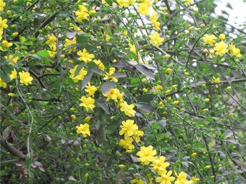 迎春花是什么颜色 迎春花什么时候开花