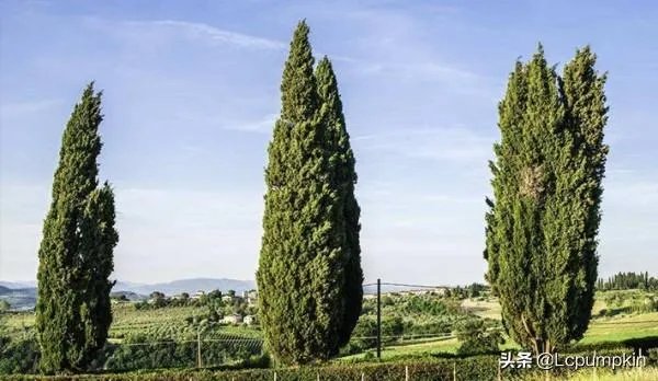 罗汉松和松柏树的区别