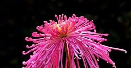 菊花的象征什么意义