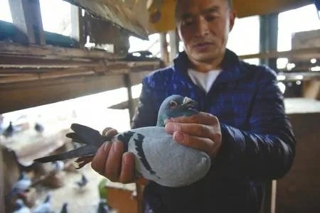 信鸽一月被盗光 最担心信鸽被吃掉