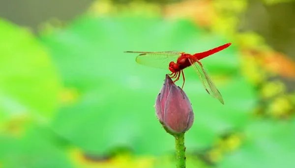 古诗小池的意思？