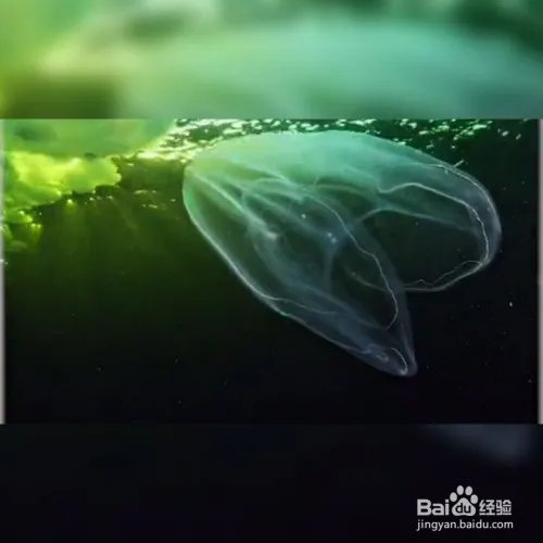 裸海蝶是什么？裸海蝶介绍