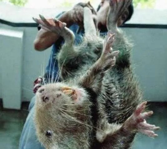 世界上最大的老鼠，体长1米体重9公斤