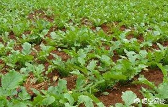 立秋后，上午种萝卜好还是下午种萝卜好？为什么？