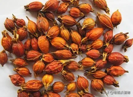 栀子和黄栀子有什么区别