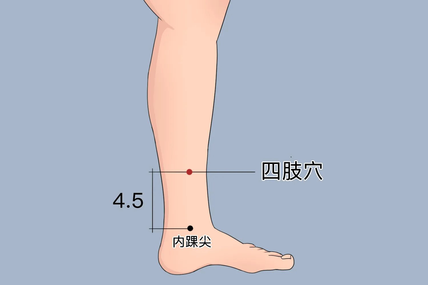 董氏针灸四肢位置