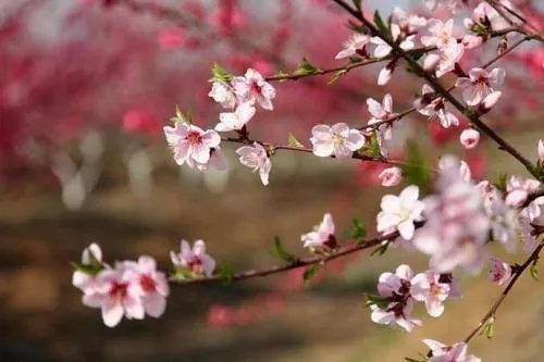 桃李不言下自成蹊是什么意思？