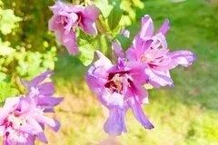 【秋天有什么花开】秋天开的花 秋天盛开的花有哪些 秋天开什么花