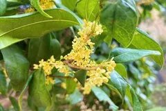 【秋天有什么花开】秋天开的花 秋天盛开的花有哪些 秋天开什么花