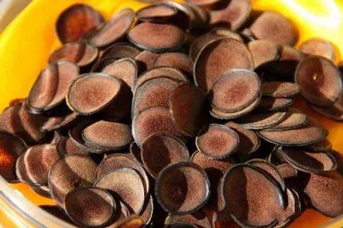 鹿茸的功效与作用及食用方法