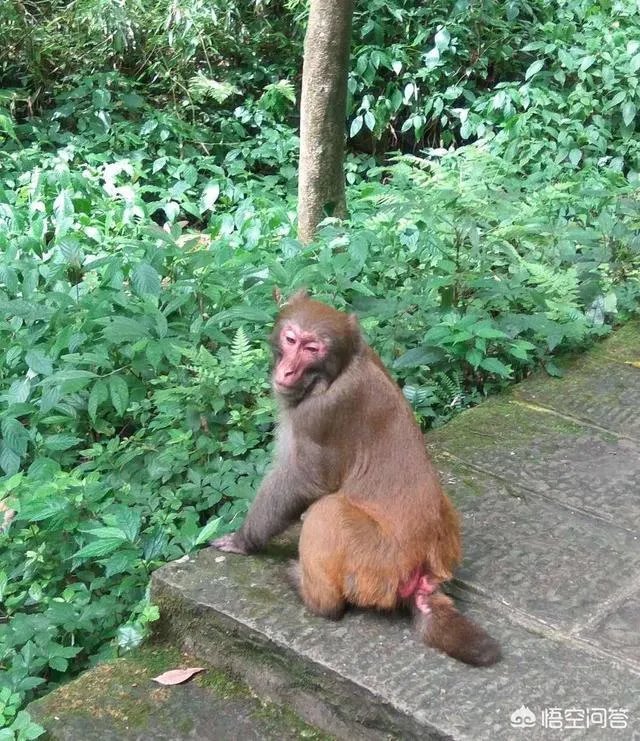 天门山国家森林公园  武陵源风景区区别