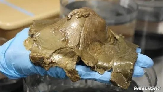 美国科学家在海底发现神秘“金蛋” 疑为未知生物所产