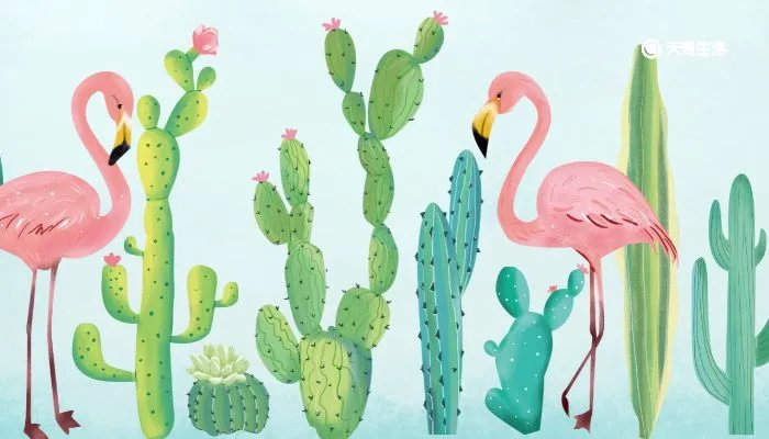 仙人球多久浇一次水