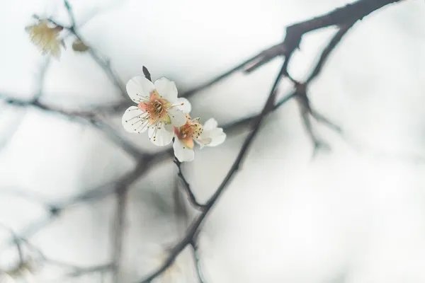 描写梅花的诗句有哪些 有关梅花的古诗