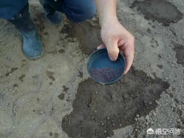 立秋后，上午种萝卜好还是下午种萝卜好？为什么？