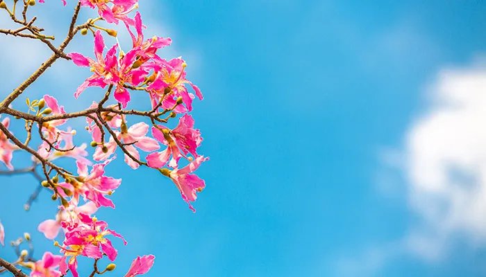 木棉花的功效与作用 木棉花图片